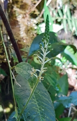 Cranichis ciliata