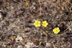 Linum strictum