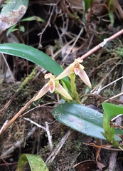 Maxillaria alpestris