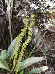 Stelis pulchella