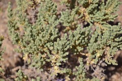 Thymelaea lanuginosa