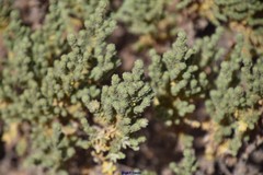 Thymelaea lanuginosa