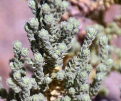 Thymelaea lanuginosa