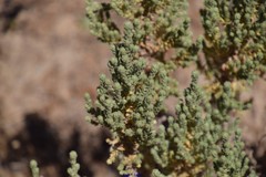 Thymelaea lanuginosa