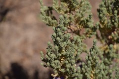 Thymelaea lanuginosa