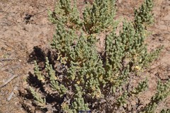 Thymelaea lanuginosa