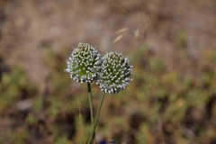 Allium sardoum