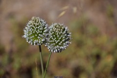 Allium sardoum