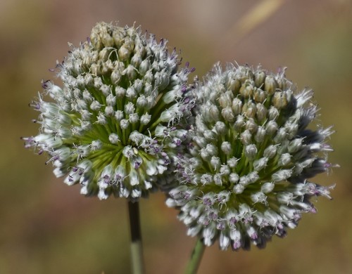 Allium guttatum