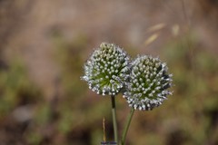 Allium sardoum