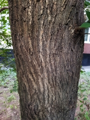 Ulmus pumila