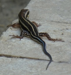 Trachylepis quinquetaeniata