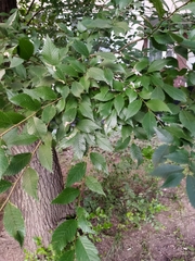 Ulmus pumila