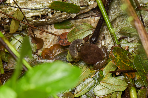 Kodial Narrow-mouthed Frog, Microhyla kodial