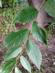 Ulmus pumila