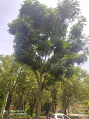 Retrophyllum rospigliosii