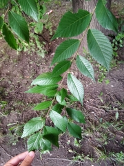 Ulmus pumila