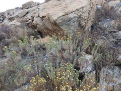 Phymaspermum athanasioides