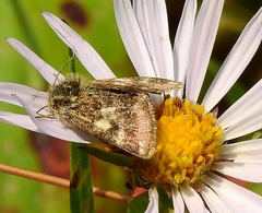 Schinia villosa