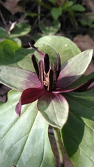 Trillium stamineum