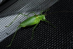 Isophya camptoxypha