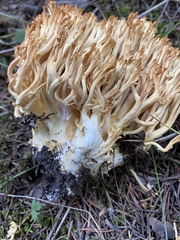 Ramaria largentii