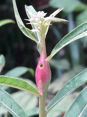 Mompha sturnipennella