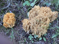 Ramaria largentii