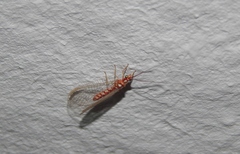 Dysochrysa furcata