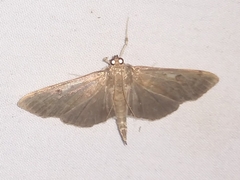Herpetogramma sphingealis