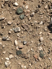 Pelargonium sibthorpiifolium