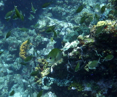 Azurina multilineata