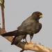 Sooty Falcon - Photo (c) Mourad Harzallah, some rights reserved (CC BY), uploaded by Mourad Harzallah