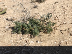 Asparagus exuvialis