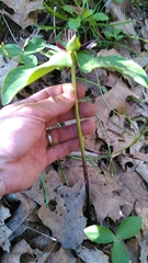 Trillium stamineum