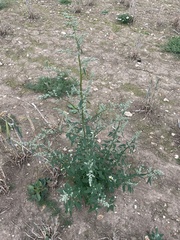 Chenopodium album