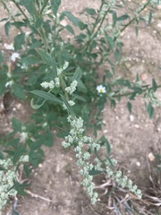 Chenopodium album