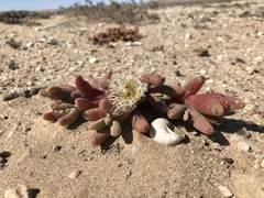 Mesembryanthemum hypertrophicum