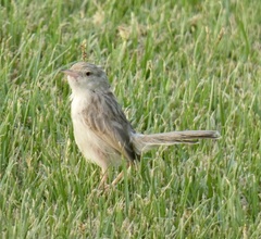 Prinia gracilis