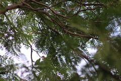 Myiodynastes luteiventris