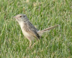 Prinia gracilis