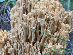 Ramaria largentii