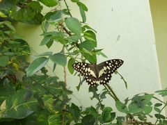 Papilio demoleus