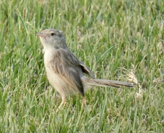 Prinia gracilis