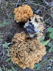 Ramaria largentii