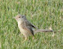 Prinia gracilis