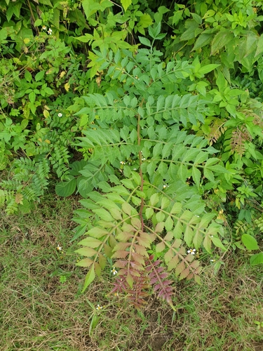 Harrisonia perforata observed 2021-08-06
