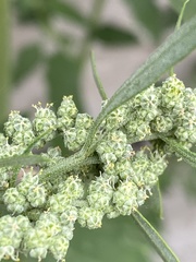 Atriplex patula