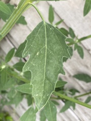 Atriplex patula