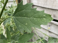 Atriplex patula
